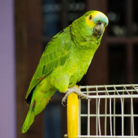 papagaj profilképe